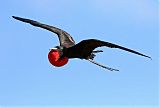 Magnificent Frigatebird